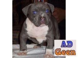 used Heavy Bone American Bully Puppies available 9793862529 for sale 